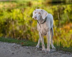 Dog by the pond in Kennebunk Maine